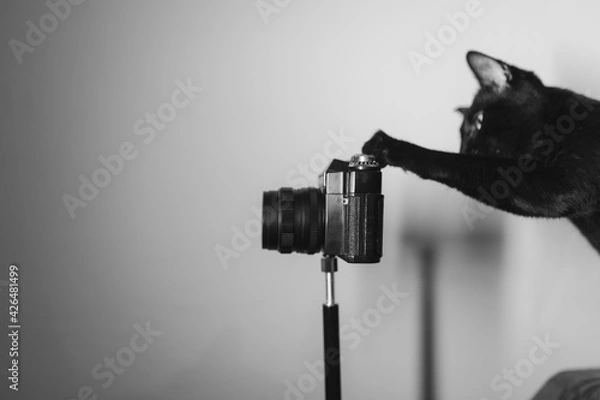 Obraz The cat and the camera.