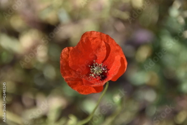 Fototapeta Coquelicot