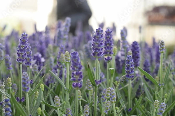 Obraz lavender field in region