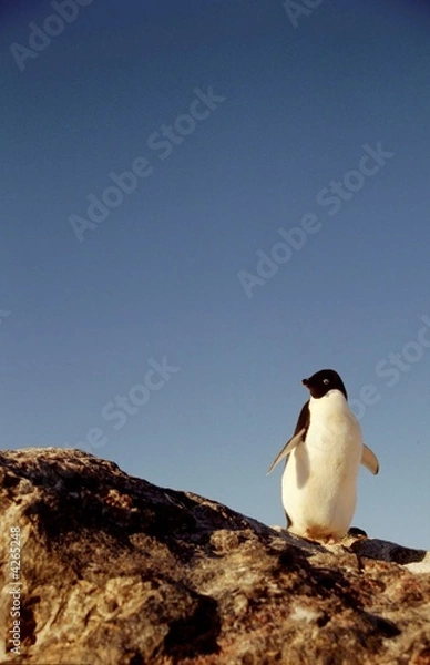 Obraz manchot Adélie seul