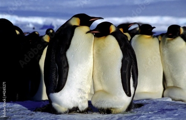 Obraz Beau couple d'empereur en couvaison