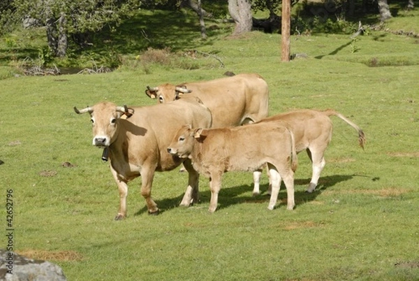 Obraz vaches et veaux