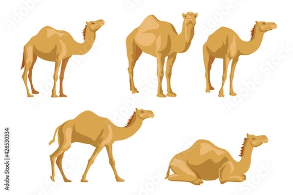 Fototapeta Camels sideways illustrations set. Cartoon collection of wild animals with humps, caravan of dromedary in desert isolated in white background. Africa, tourism concept for poster, flyer or postcard