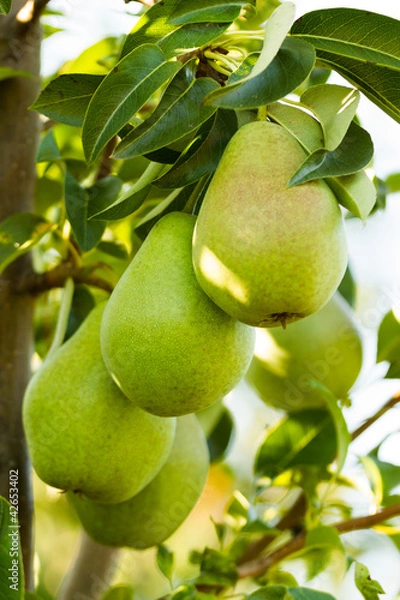 Obraz Zbliżenie gruszki