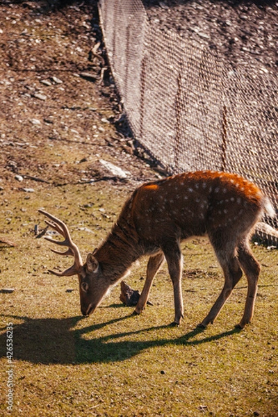 Fototapeta Male reaindeer with antlers on the meadow