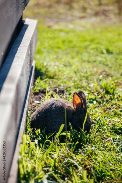 Fototapeta Grey baby rabbit on the grass. Vertical veiw