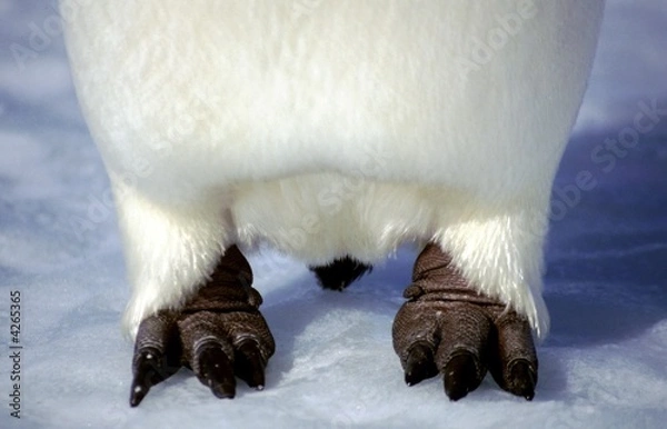 Obraz Gros plan des pates d'empereur