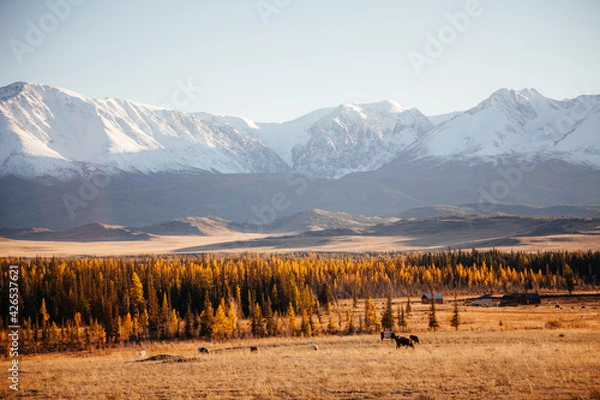 Fototapeta Snowbound mountain in Kurrai steppe North-Chuya ridge of Altai Republic in early autumn