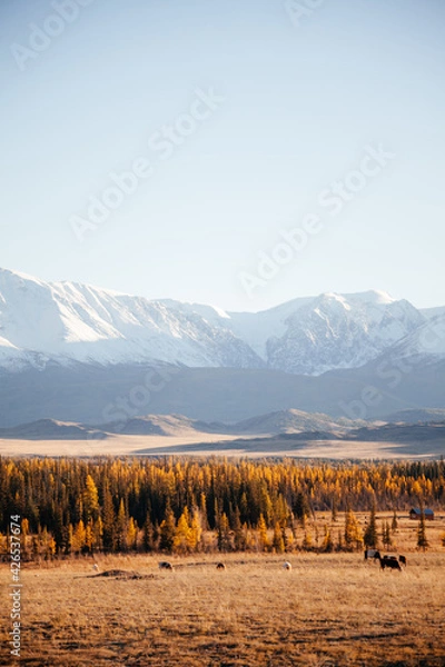Fototapeta Snowbound mountain in Kurrai steppe North-Chuya ridge of Altai Republic in early autumn