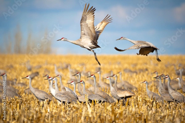 Obraz sandhill cranes flying 