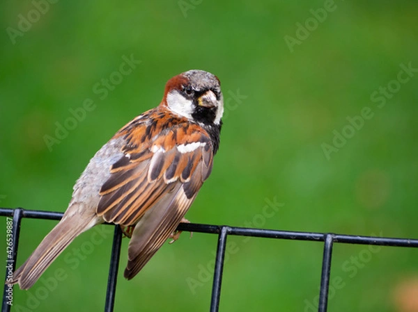 Obraz OLYMPUS DIGITAL CAMERA