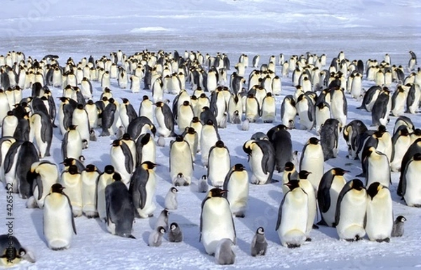 Obraz Kolonia cesarska