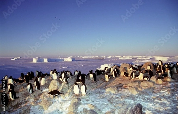 Obraz Adélie devant banquise