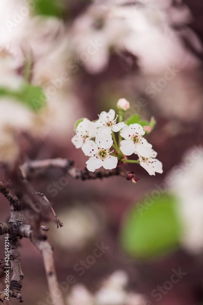 Obraz blossom in spring