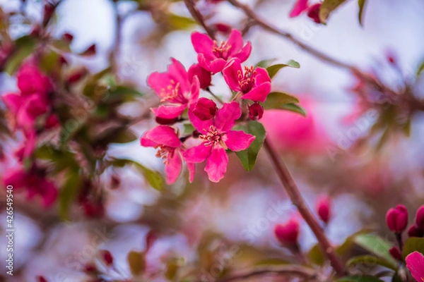 Obraz pink blossom in spring