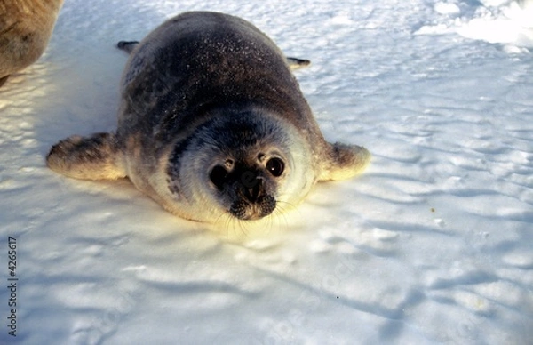 Fototapeta LE bébé phoque