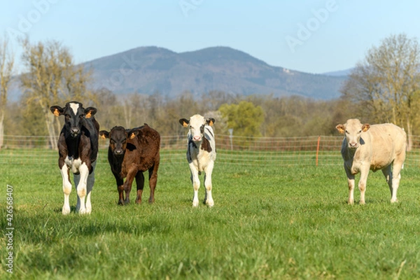 Fototapeta Calves in a pasture in spring.