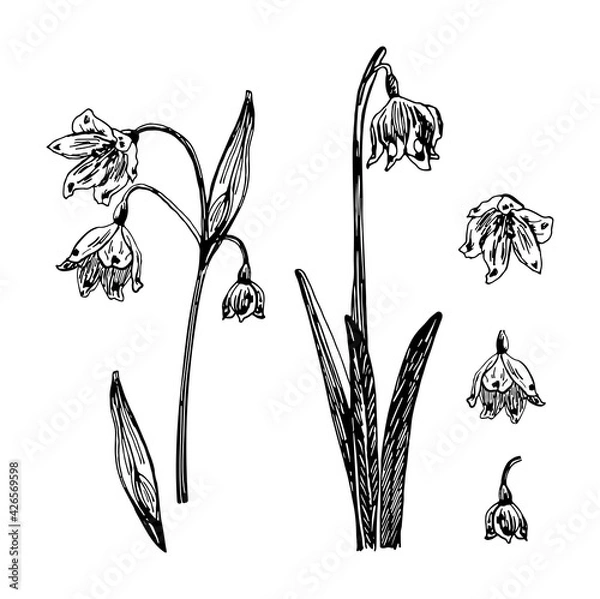 Fototapeta Vector illustrations of leucojum drawn with a black line on a white background.