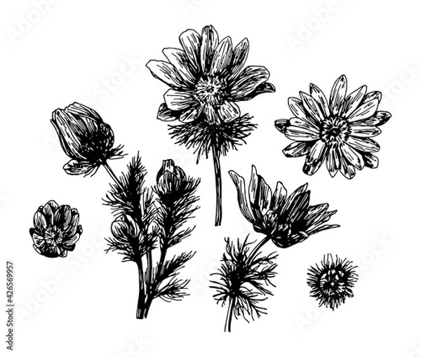 Fototapeta Vector illustrations of Adonis vernalis drawn with a black line on a white background.