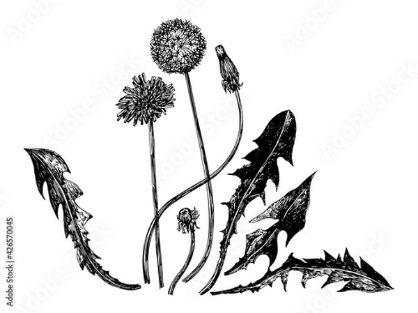 Fototapeta Vector illustrations of dandelions drawn with a black line on a white background.