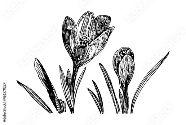 Fototapeta Vector illustrations of spring Crocus with a black line on a white background.
