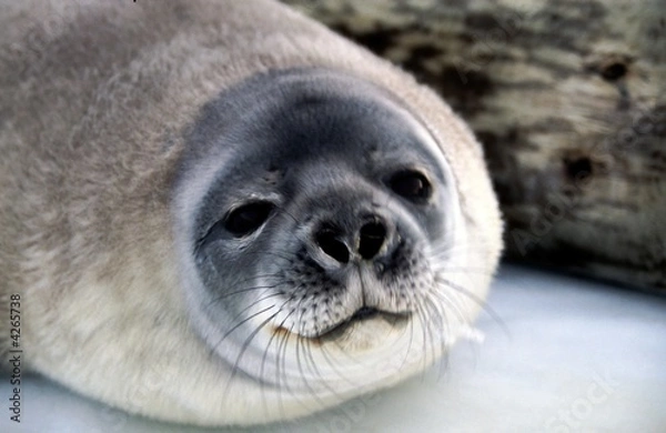 Obraz Młoda Pieczęć Wedell