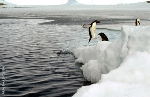 Obraz Adélie sortant  de l'eau 2