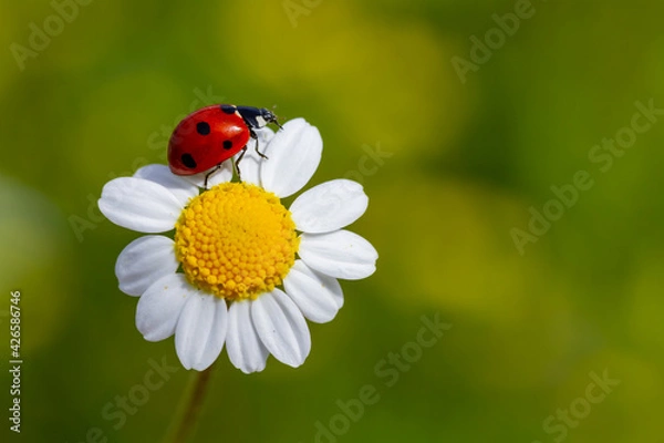 Fototapeta Spring background with daisy and ladybug