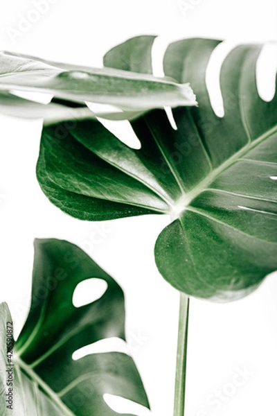 Obraz Monstera Blätter isoliert 