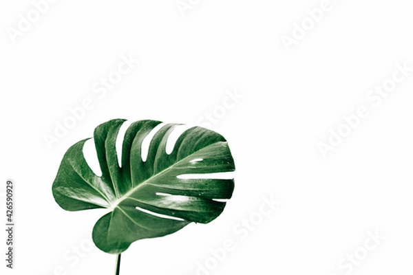 Obraz Monstera Pflanze minimalistisch als Querformat, Greenery 