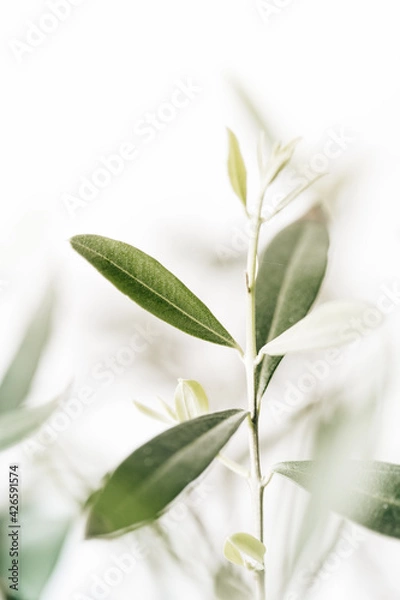 Obraz Olivenzweig im Wind 