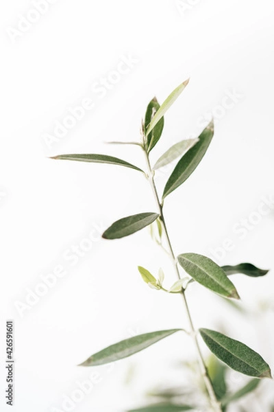 Obraz Olivenzwig im Wind 