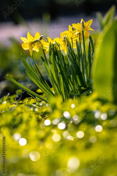 Obraz Żółte żonkile w wiosennym ogródku