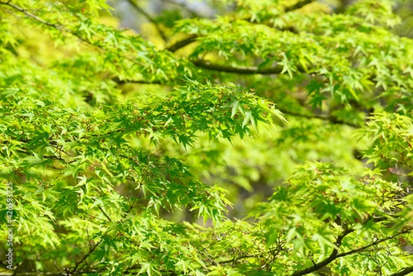 Fototapeta Detail of green and red leaves of Japanese maple tree in Spring bloom.