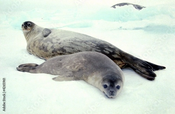 Obraz Pieczęnie dziecka i mamy są na lodzie