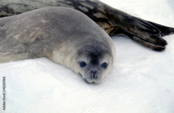 Obraz Bébé phoque de wedell