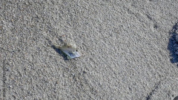 Fototapeta A tiny fish washed up on the beach, Bay of Fires, Tasmania, Australia