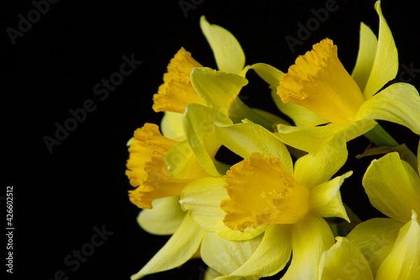 Fototapeta Daffodils on a black background. Yellow flowers on a dark background. First spring flowers