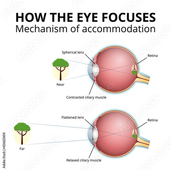 Fototapeta structure of the eyeball, lens accommodation mechanism