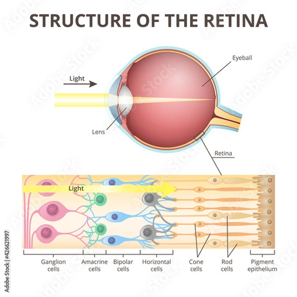 Fototapeta eyeball in section, structure of the retina, close-up
