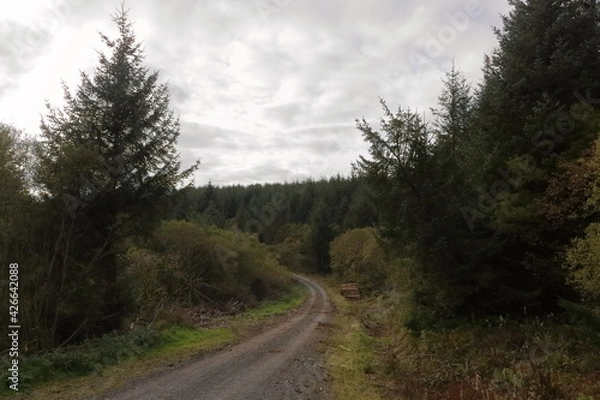 Obraz road in pine forest plantation