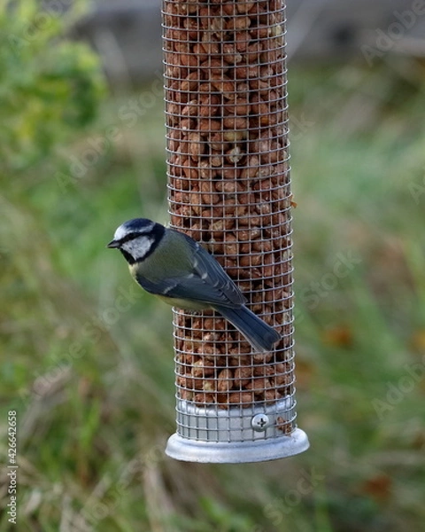 Obraz blue tit on a peanut feeder