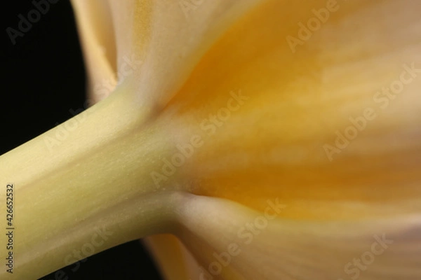 Fototapeta Tulip flower close up macro photo top view