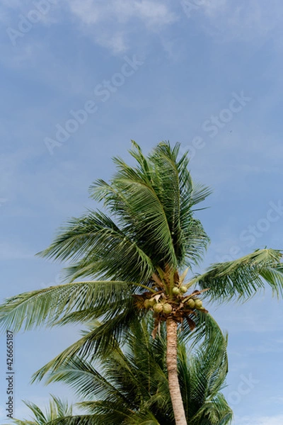 Fototapeta coconut trees and the blue sky