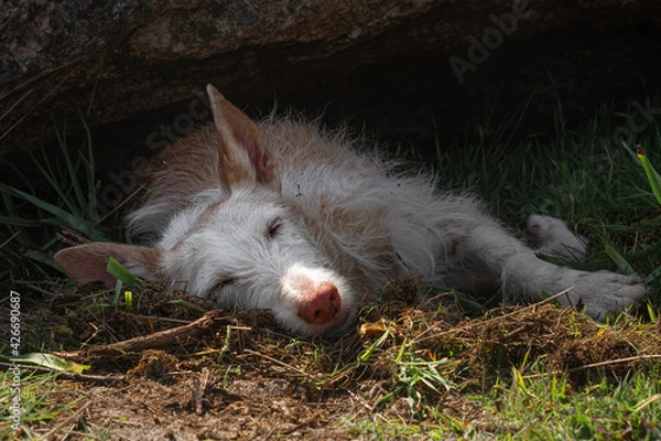 Obraz Podenco ibicenco descansando a la sombra con el hocico al sol