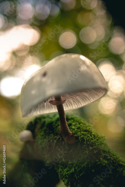 Obraz La seta de porcelana (oudemansiella mucida) en primer plano sobre musgo con luces de bosque desenfocadas de fondo