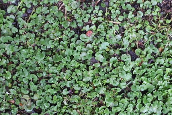 Fototapeta green grass background in the rain
