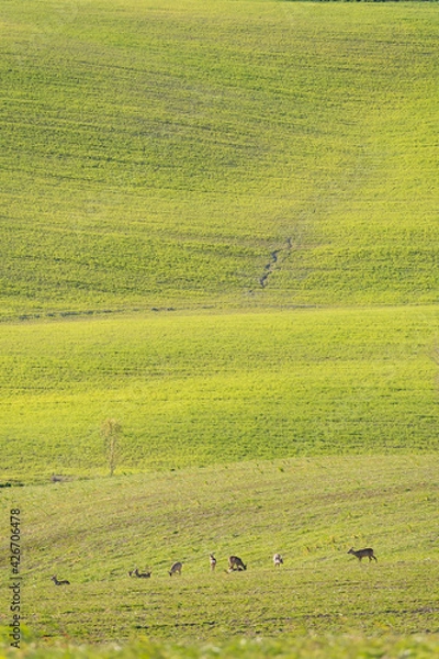Fototapeta roe deer in a green meadow eats grass and looks around. Concept of wild animals in nature.