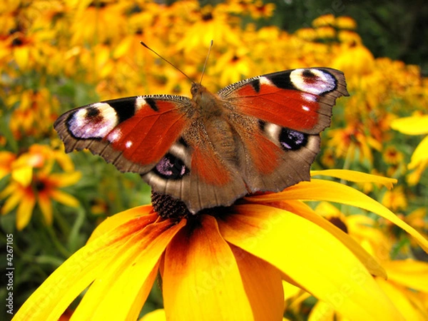 Fototapeta butterfly