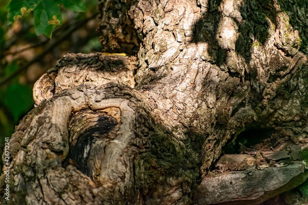 Fototapeta A large and old rotten tree stump, overgrown with moss due to moisture. Fancy brown driftwood of interesting shape, natural material with bark and aroma of fresh wood
